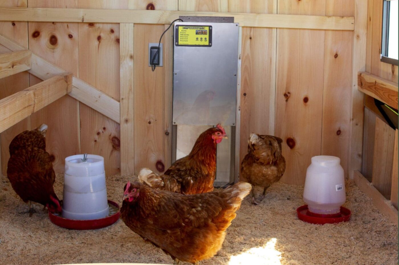 smart chicken door