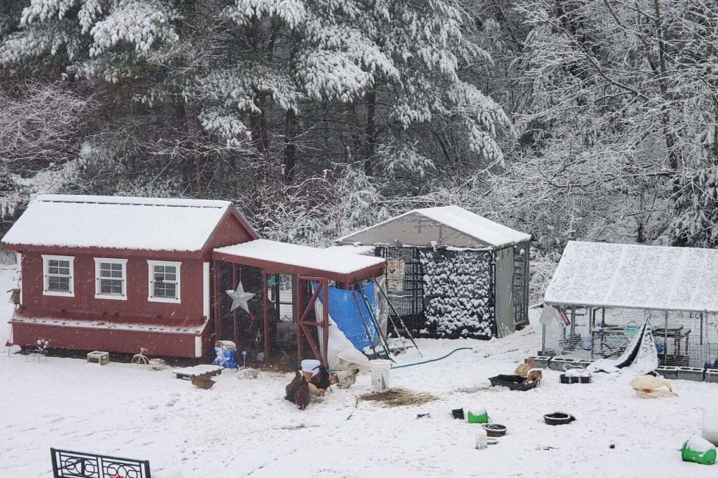 chicken coops for sale in colchester vt coop story