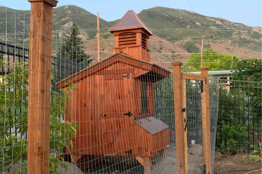 wooden chicken coop with cupola in garden by fence