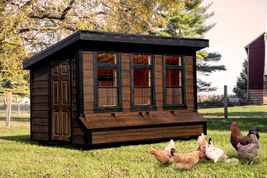 brown and black trimmed modern lean to with three large windows and egg collection boxes below