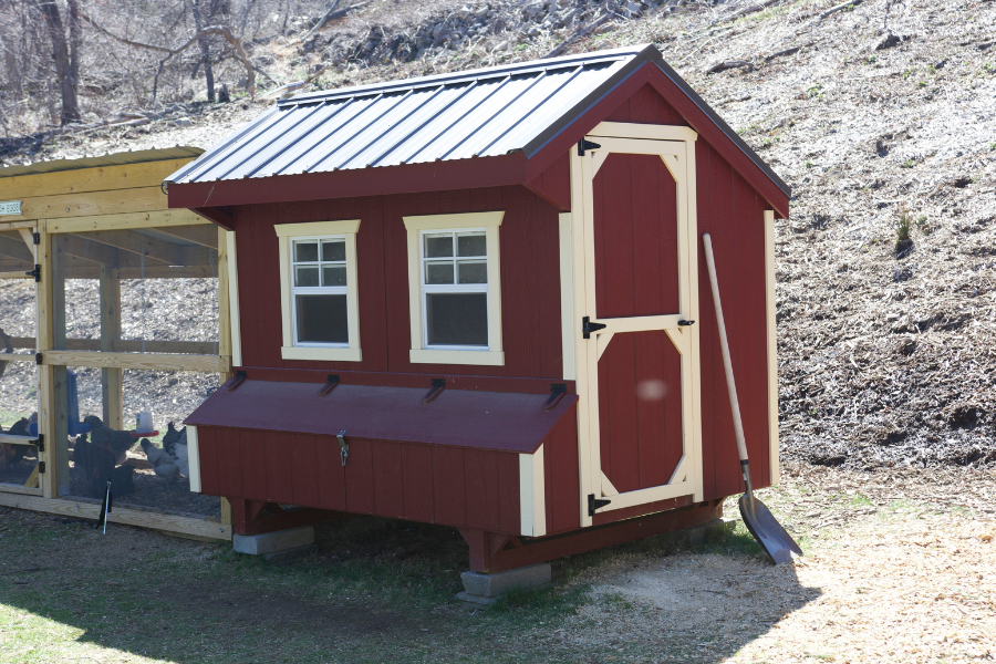red and cream trimmed combination coop with metal roof two windows with egg collection box below and chickens inside the attached run