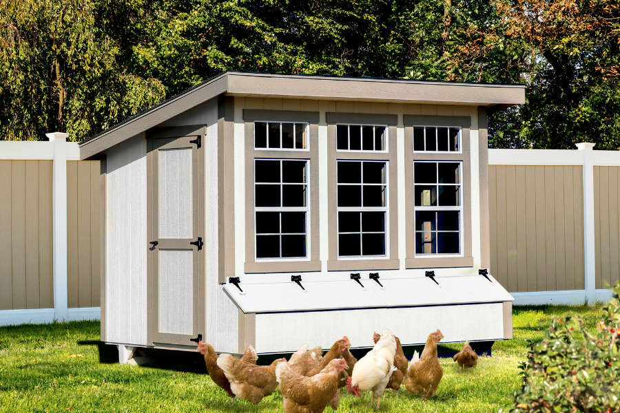 white modern lean to coop with tan trim three large front windows and egg collection boxes underneath and chickens grazing in grass in front of it