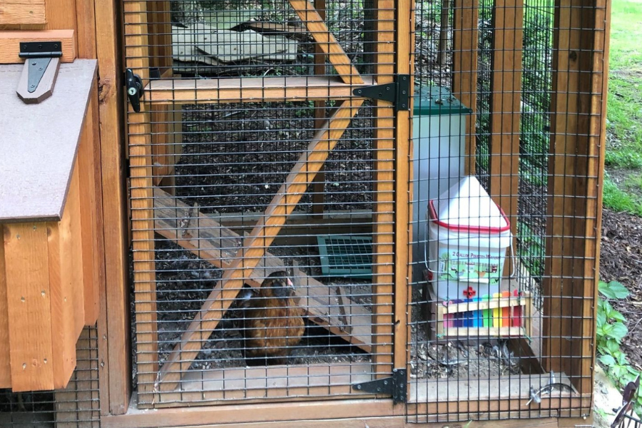 wooden chicken coops with brown chicken inside attached run