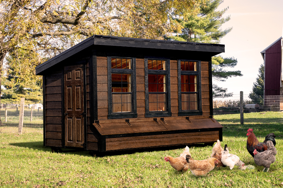 brown and black trimmed wooden modern lean to coop with three large windows two egg collection boxes and chickens grazing in front of it