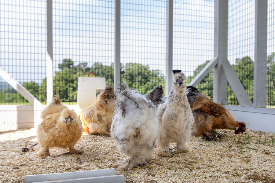 chickens inside attached run of chicken coop