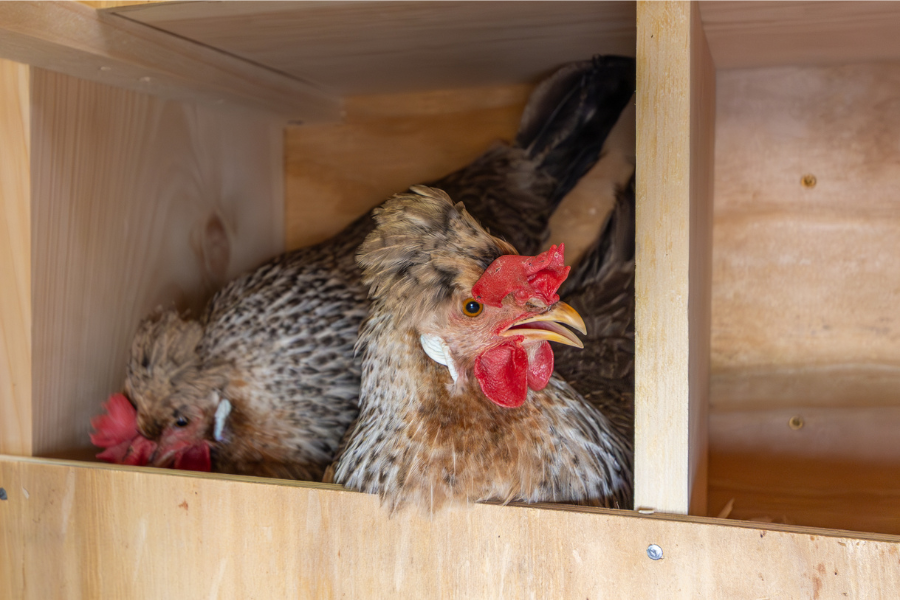 chickens inside nesting box in Ashley Motter combination chicken coop