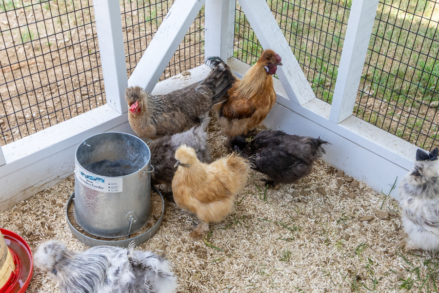 chickens in attached run around feeder and waterer