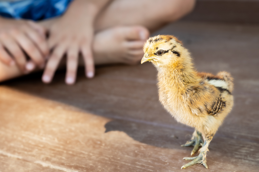boy sitting on floor of coop by chick