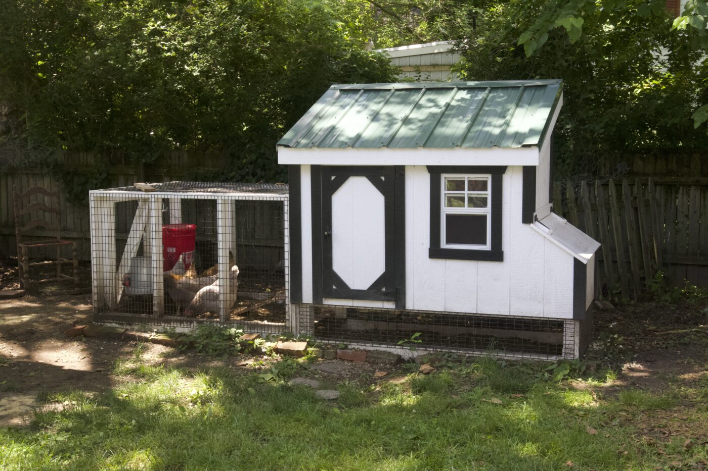 matt and brittany's black and white lean to chicken coop with green tin roof in Riverton NJ
