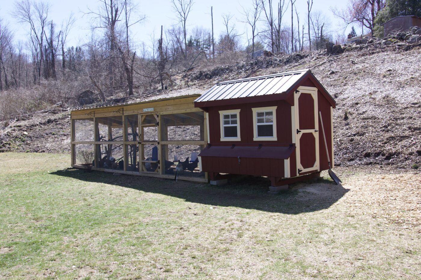 red and white trimmed combination coop with outdoor run with chickens inside