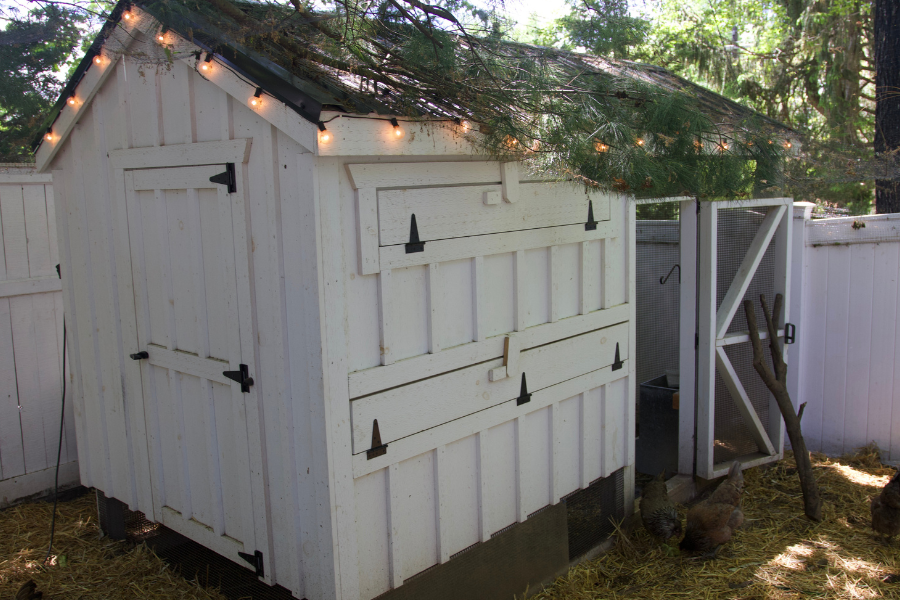 white chicken coop with side door black metal roof and attached run with door propped open with stick and chickens coming out of it into fenced in yard