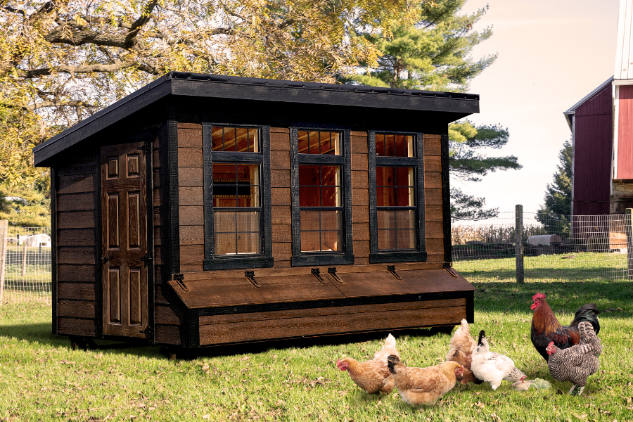 brown modern lean to coop with black trim and three large windows with egg collection boxes underneath them plus chickens grazing in grass in front of it