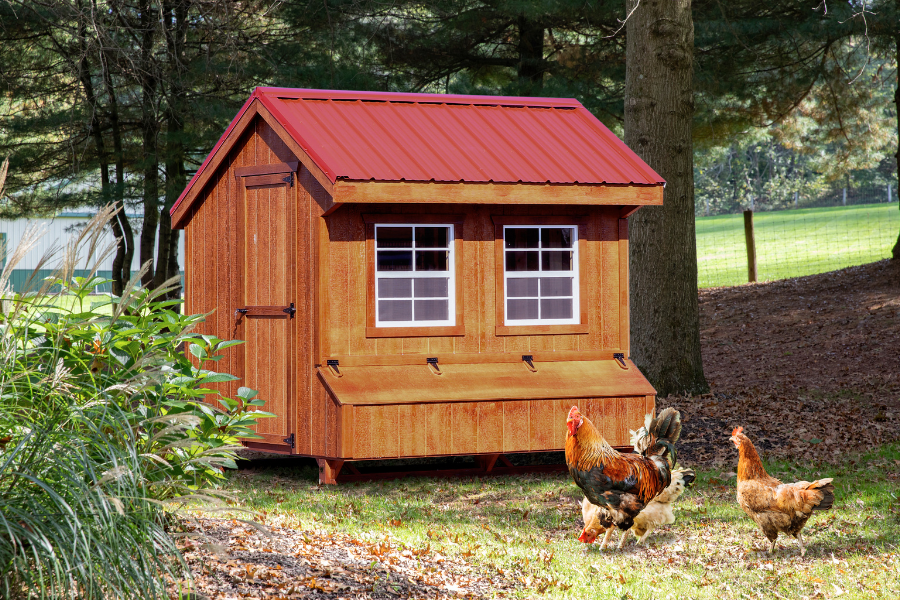 wooden quaker chicken coops with red metal roof and chickens grazing in grass in front of it