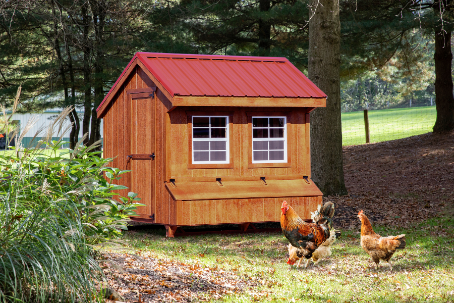 wooden quaker chicken coop with red metal roofing and chickens grazing in front of it