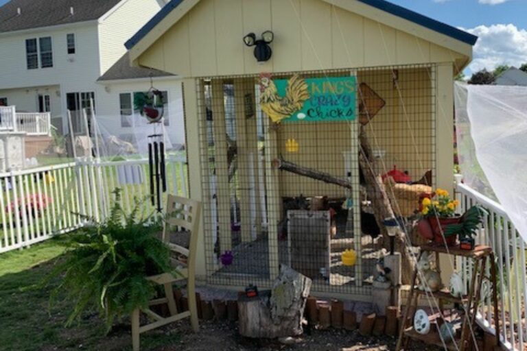 Amy's chicken coop (1)