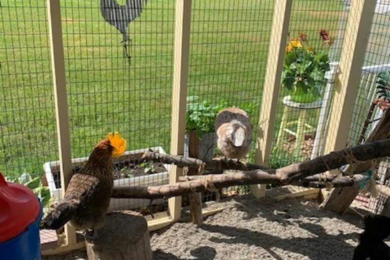 Amy's chicken coop (3)