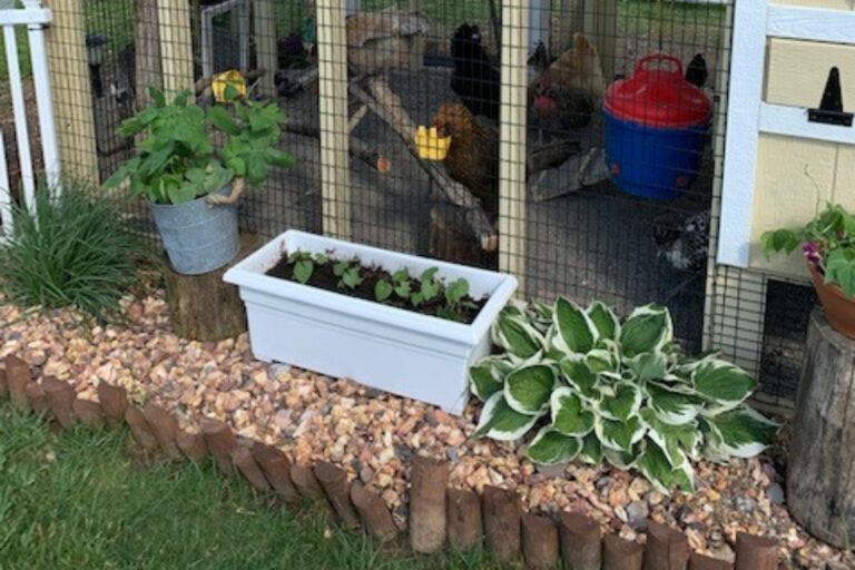 Amy's chicken coop (4)