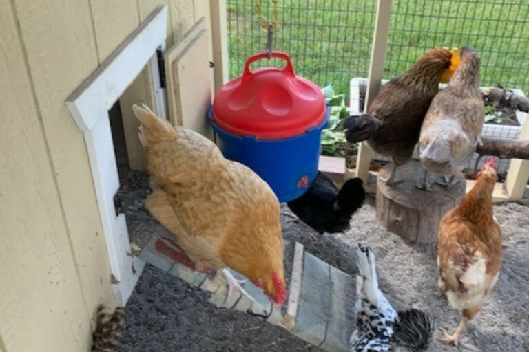 Amy's chicken coop (5)