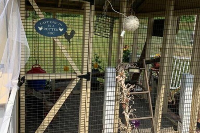 Amy's chicken coop inside the coop (1)