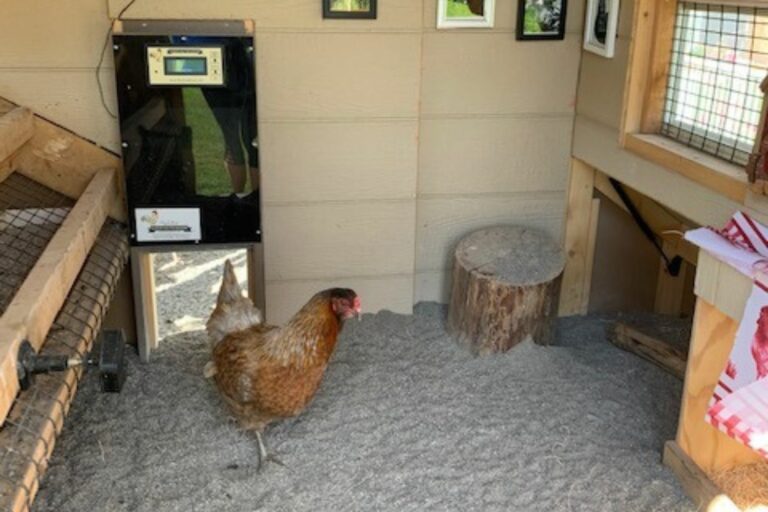 Amy's chicken coop inside the coop
