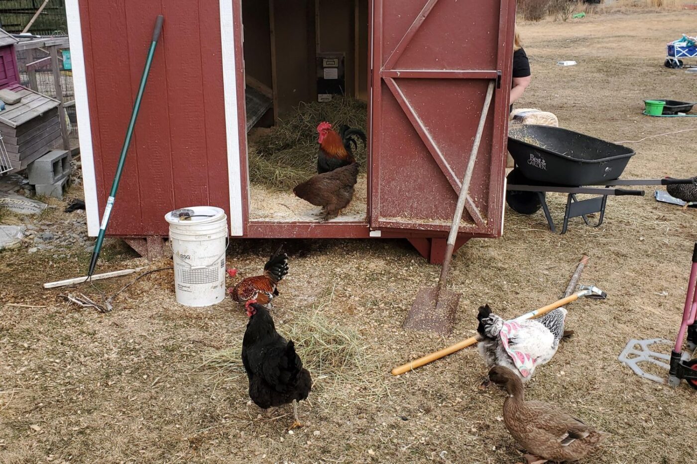 dorothy's large chicken coop (11)