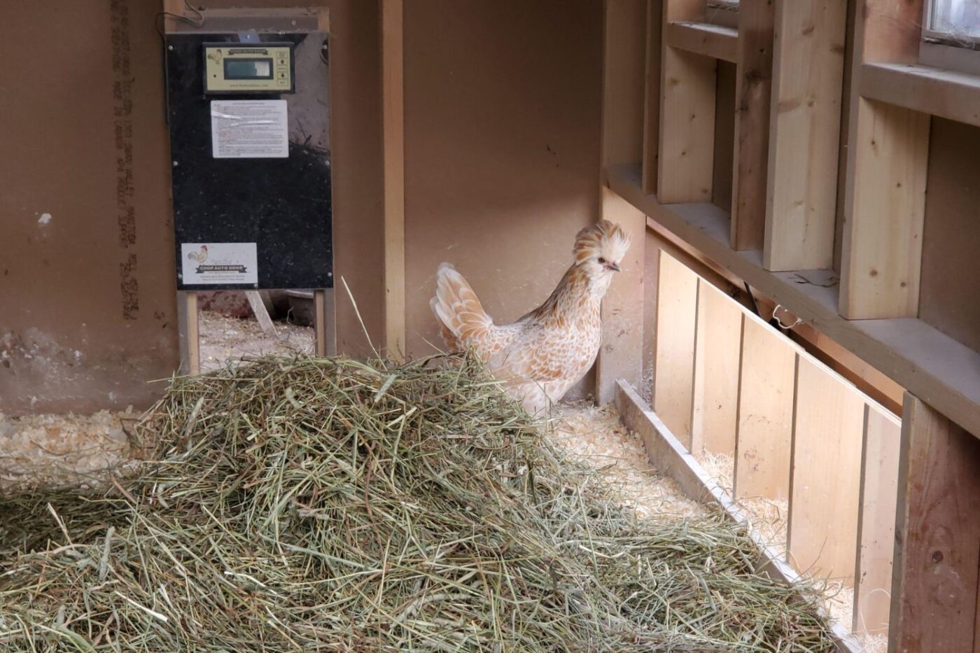 dorothy's large chicken coop (3)