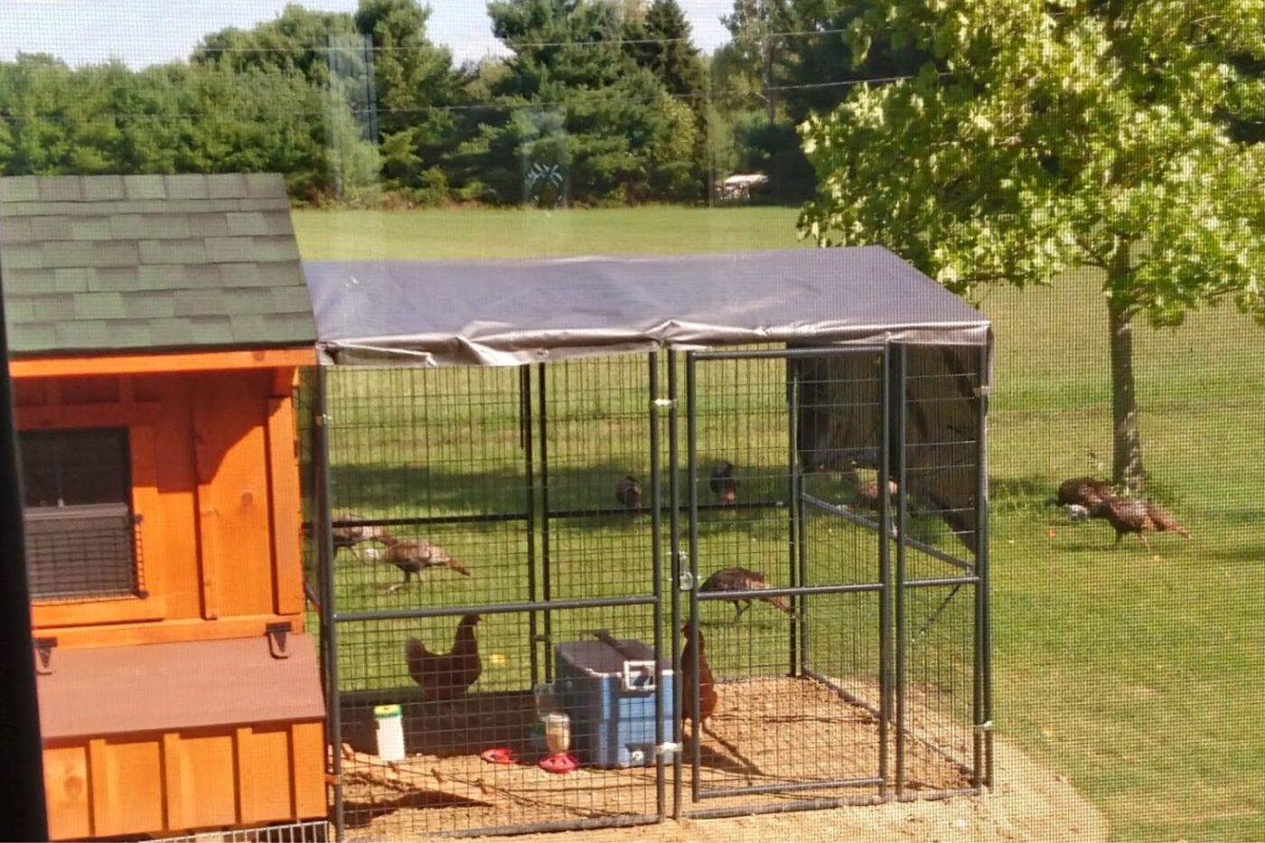 chicken coop in michigan (8)
