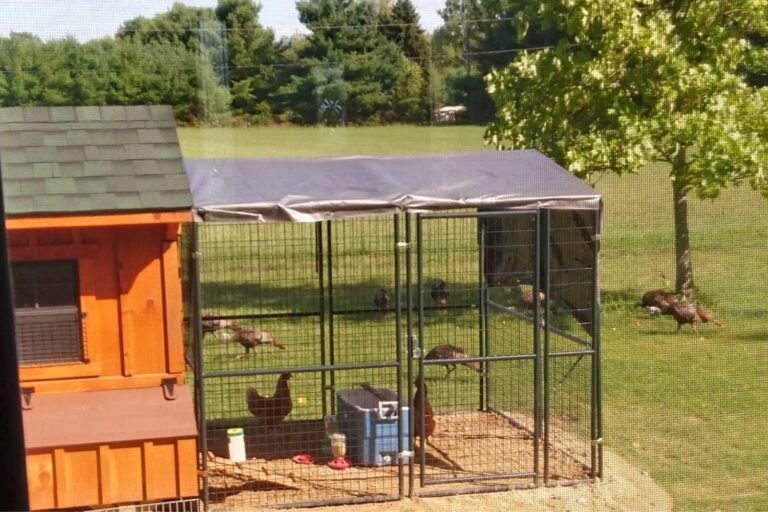 chicken coop in michigan (8)