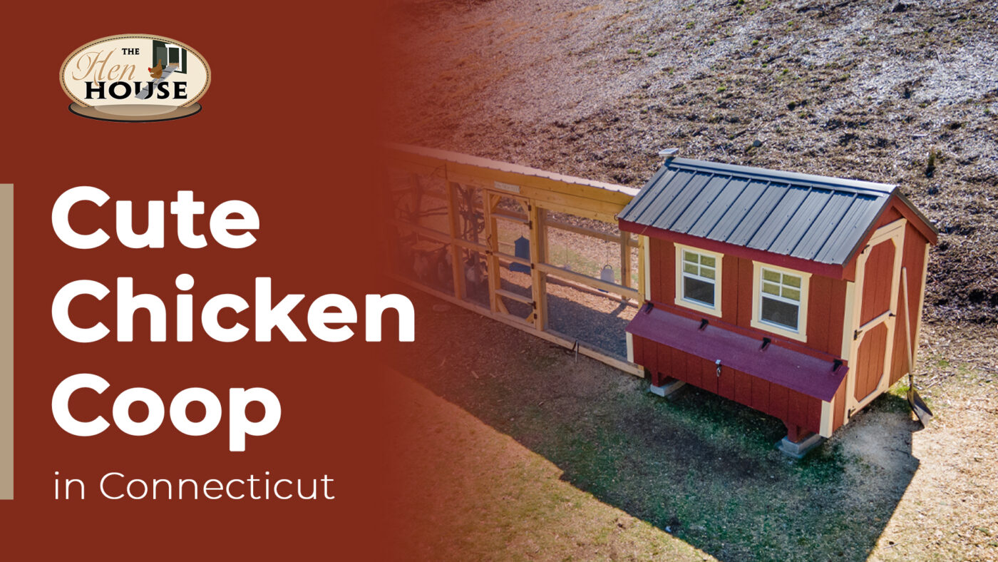 Joe Lopez Chicken Coop thumbnail