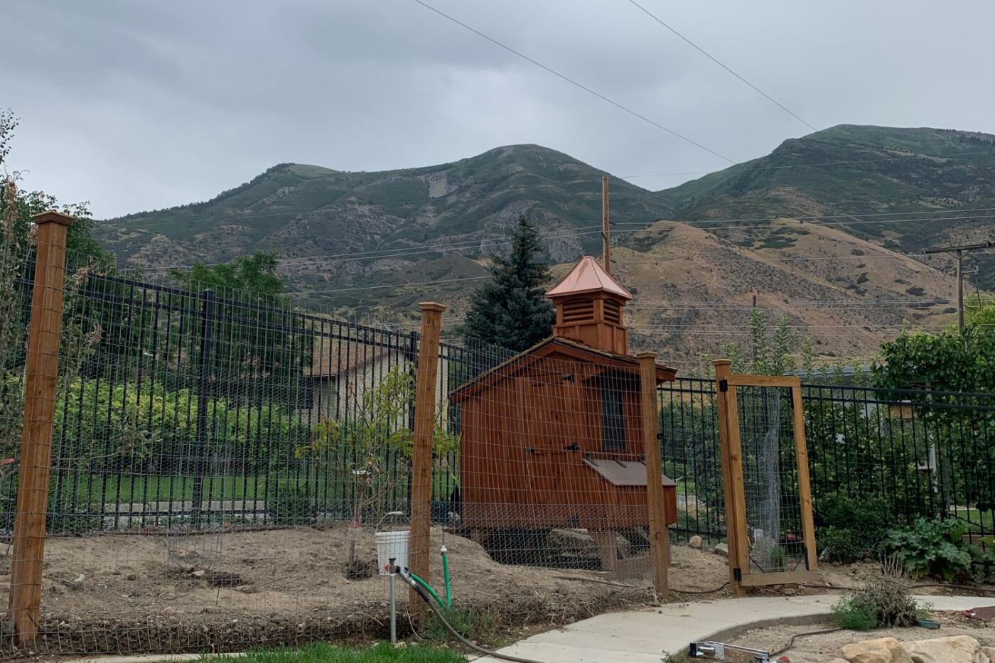 chicken coop in utah (14)