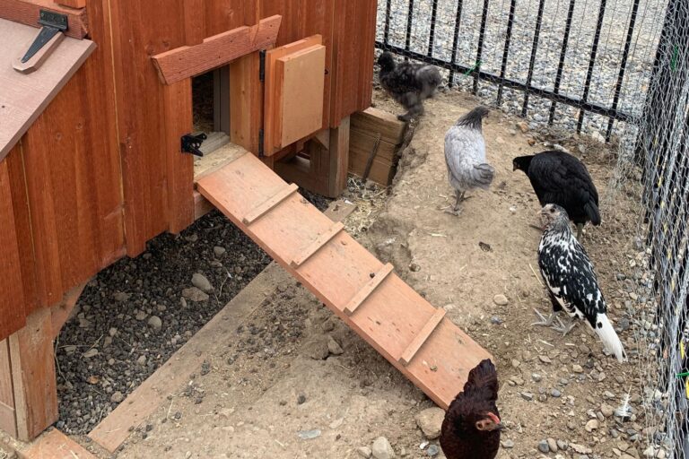 chicken coop in utah (6)