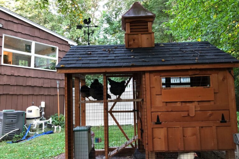chicken coop in connecticut (6)