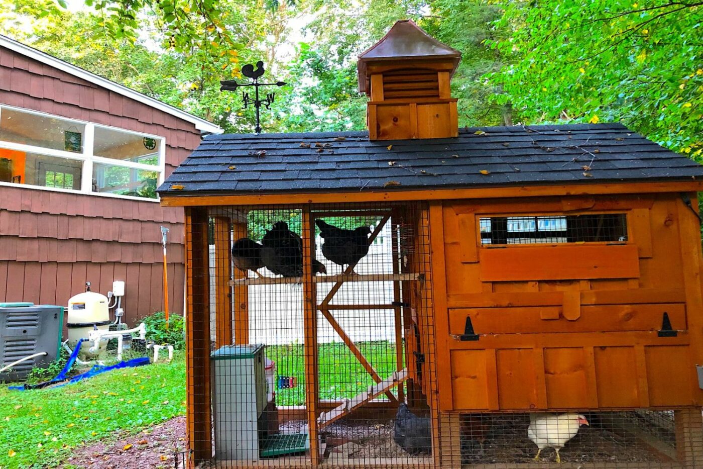 Pattya's chicken coop