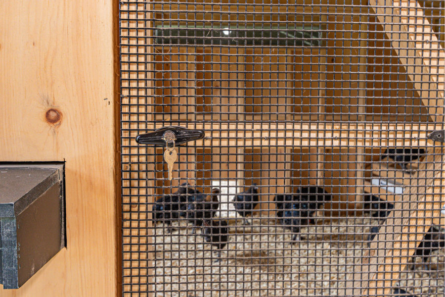 keyed entry door leading into 12x50 custom coop