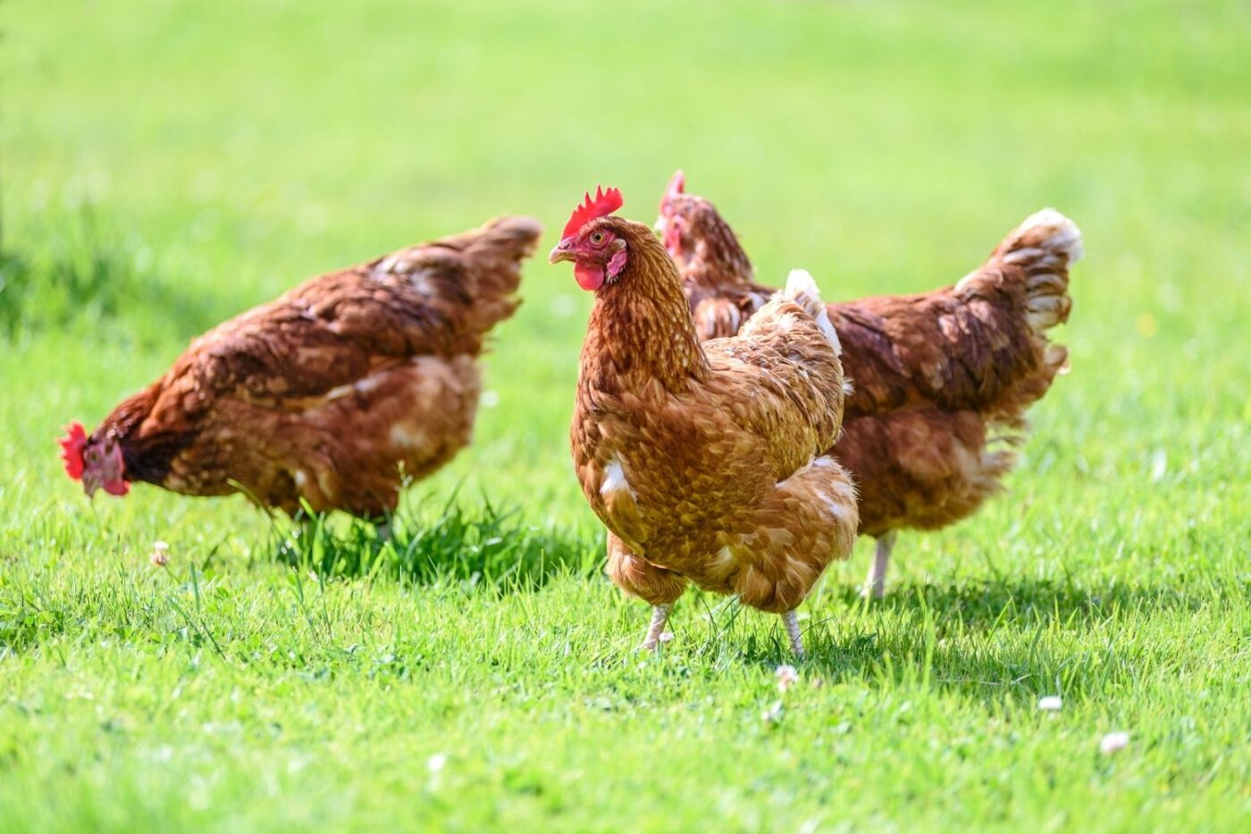 chickens foraging (1)