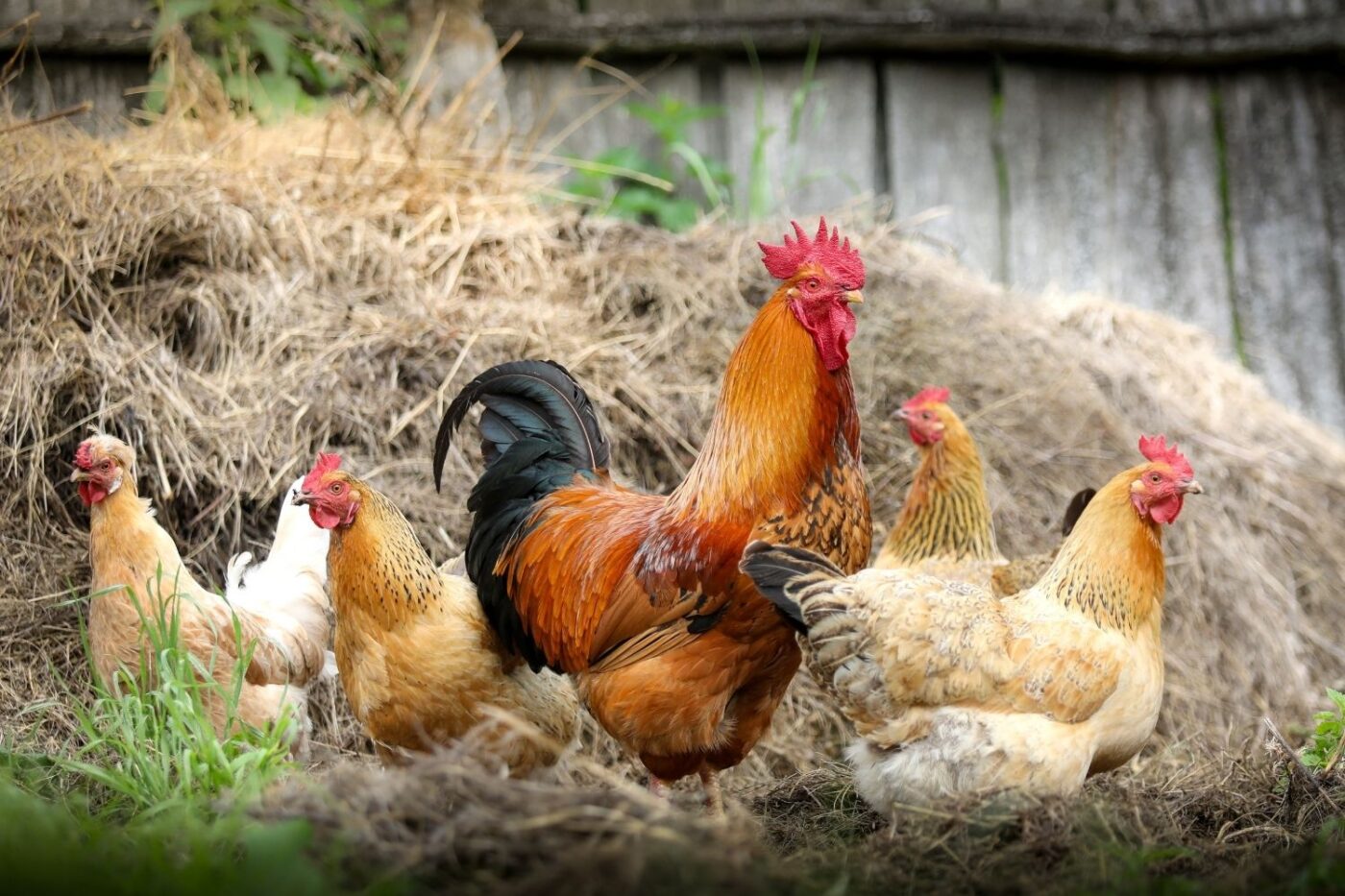 chickens in backyard (1)