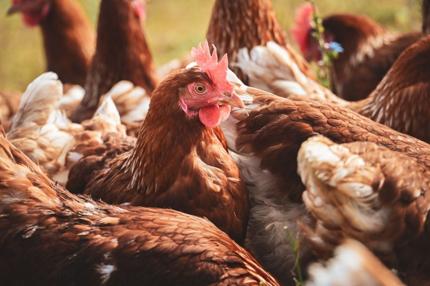 chickens in backyard (2)
