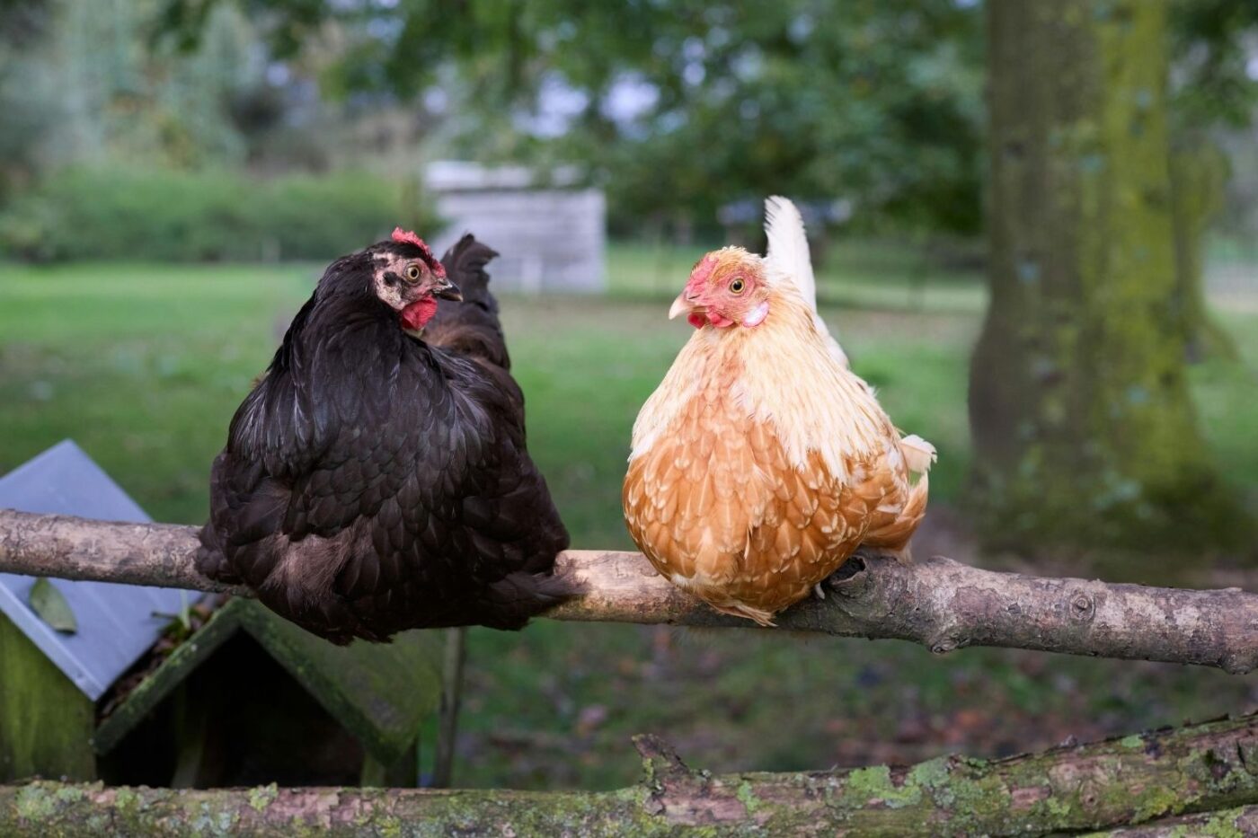 chickens sitting on a tree branch