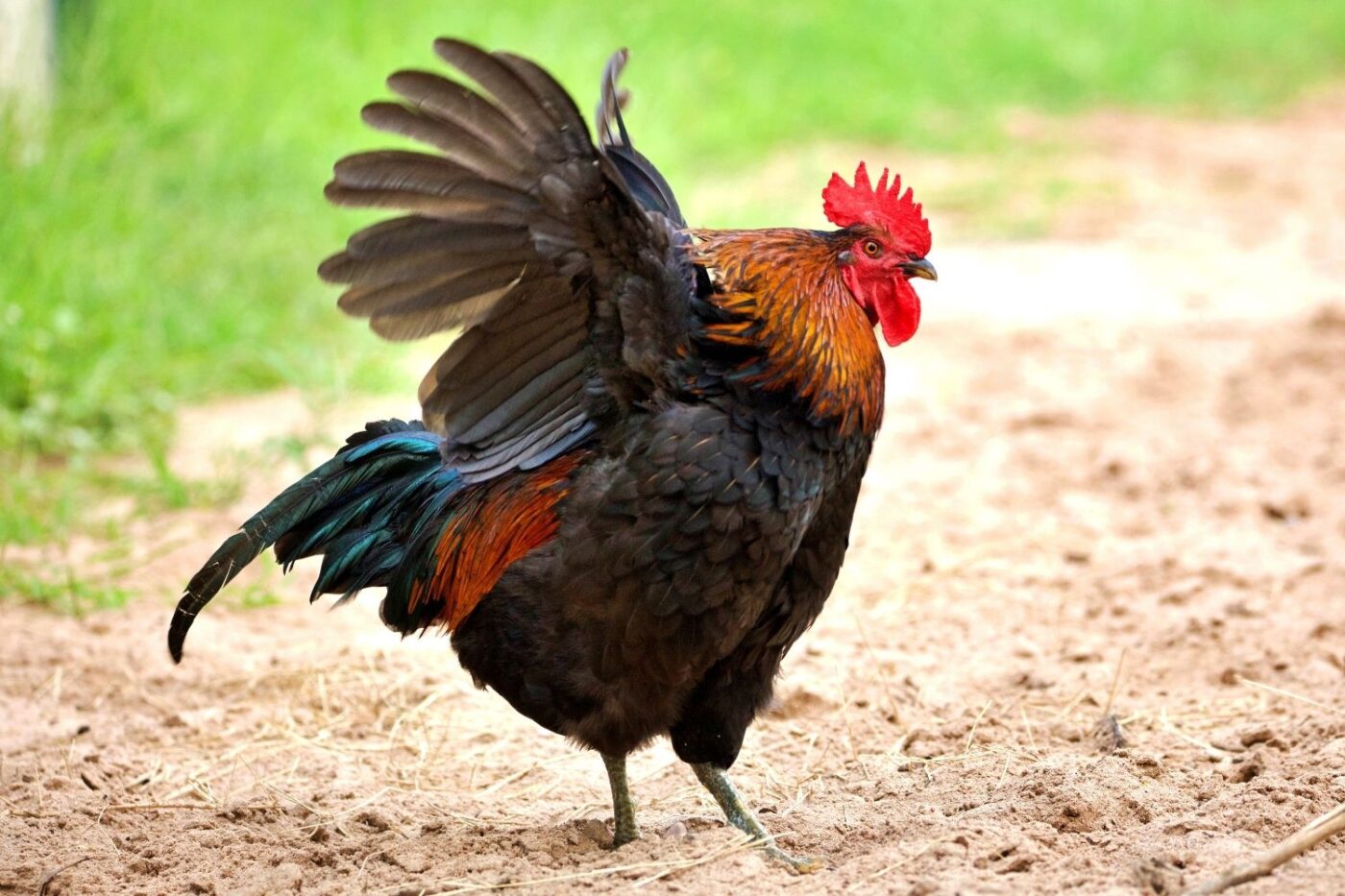 roosters in CO
