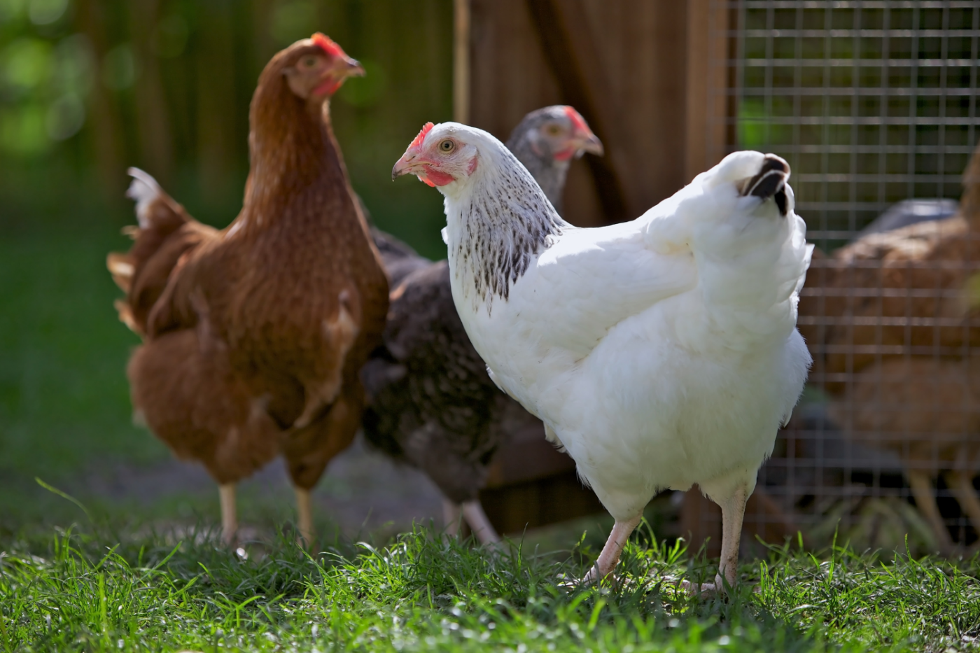 backyard chickens in delaware