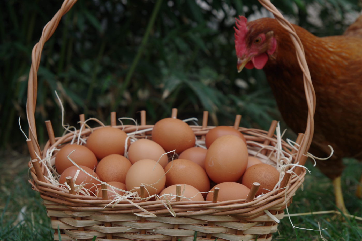chicken next to eggs in a basket in delaware