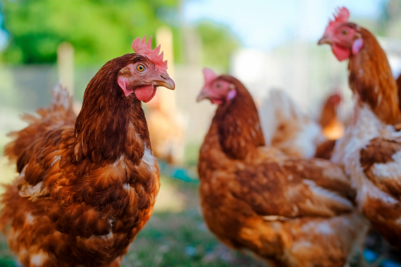 hens for backyard in delaware