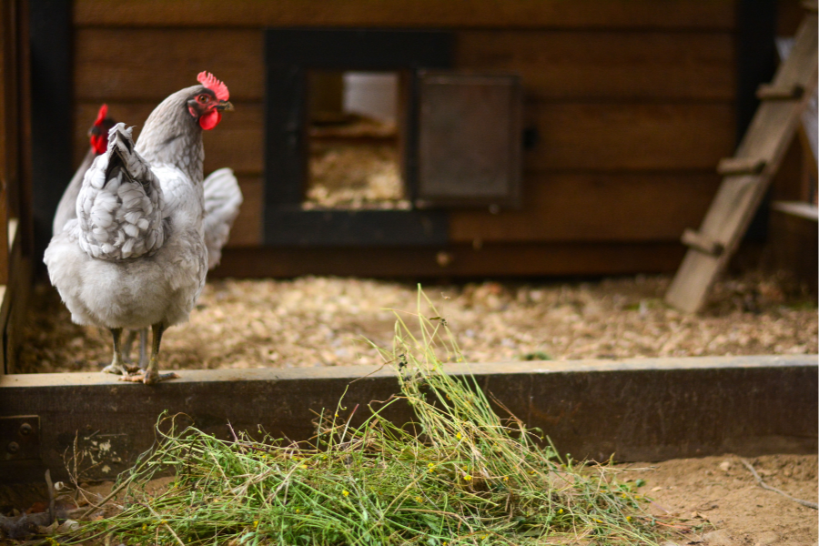 chicken perched in outdoor run by coop entrance door