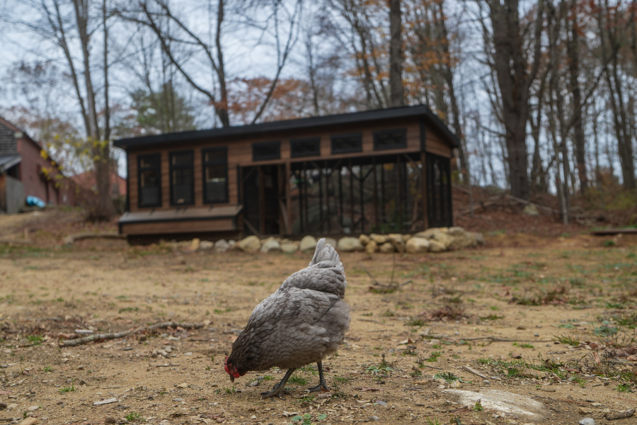 chicken standing in front of coop in Iowa