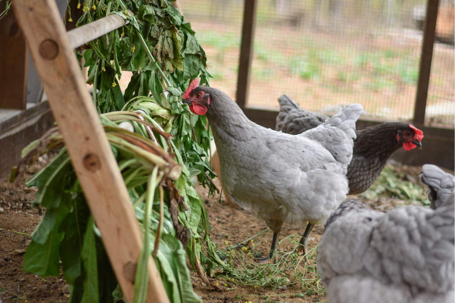 chickens eating farm veggies in Iowa in outdoor coop run