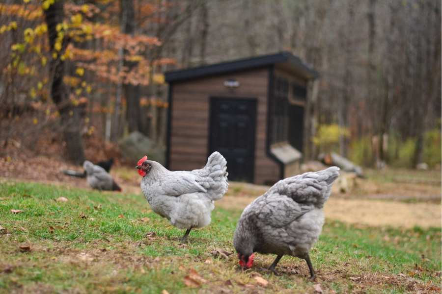 chickens in grass outside of chicken coop