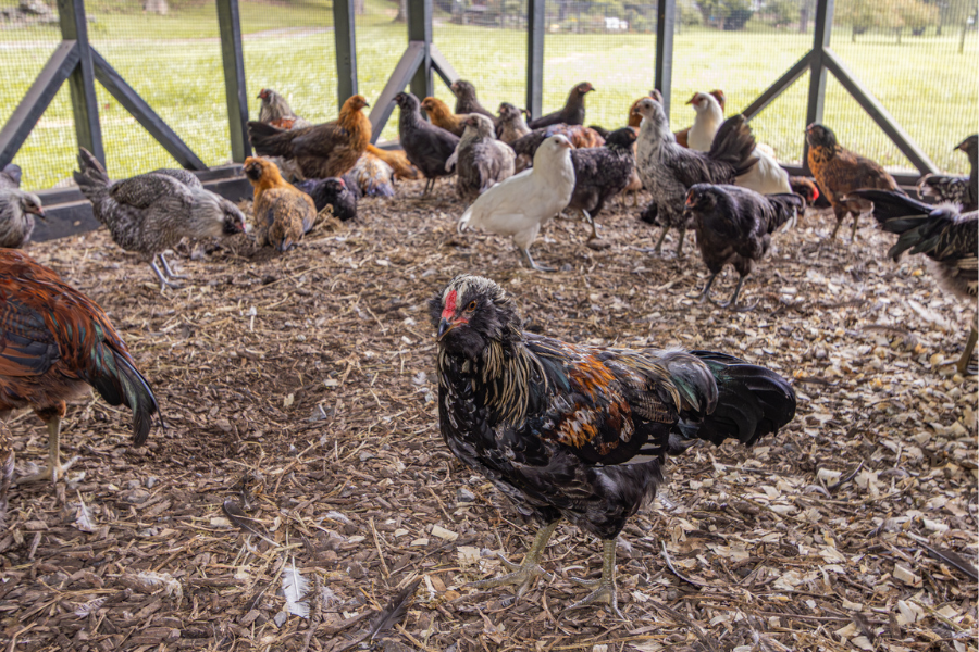chickens inside outdoor run in coop in Iowa