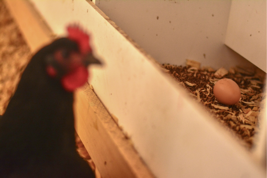 eggs in nesting box inside chicken coop in Iowa