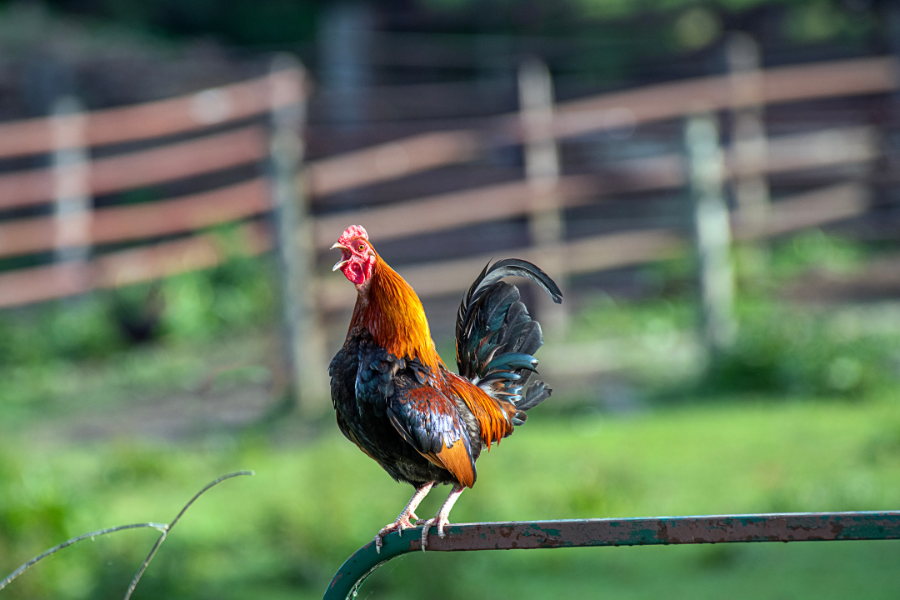 rooster perched on bar on farm
