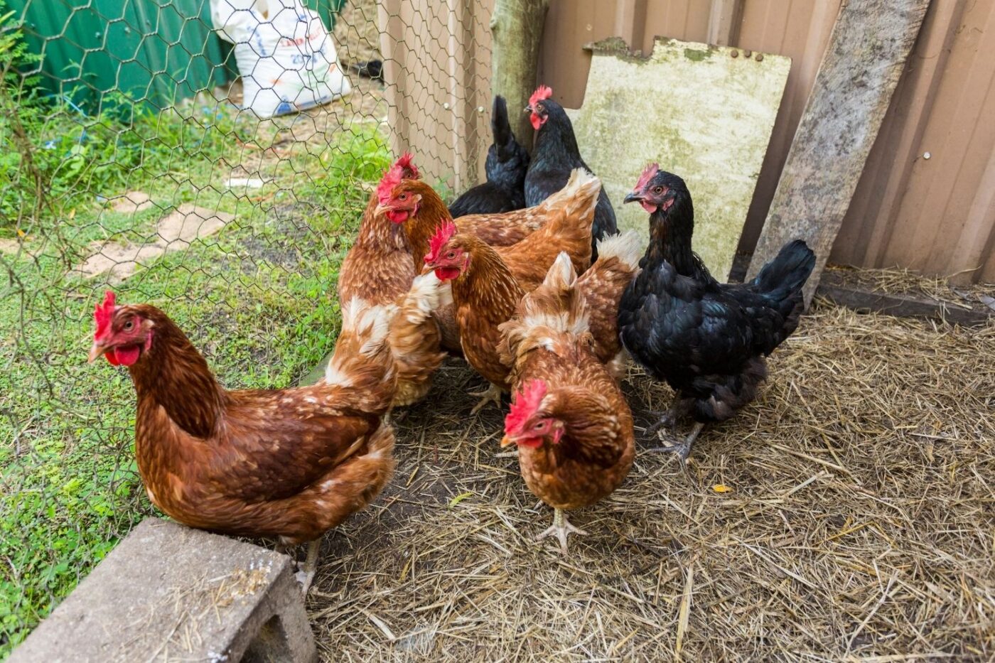 chickens in the backyard (1)